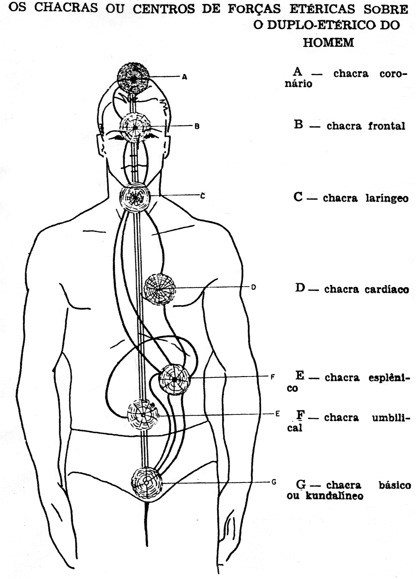 Figura humana com os sete chacras indicados de A a G ao longo do eixo do corpo.