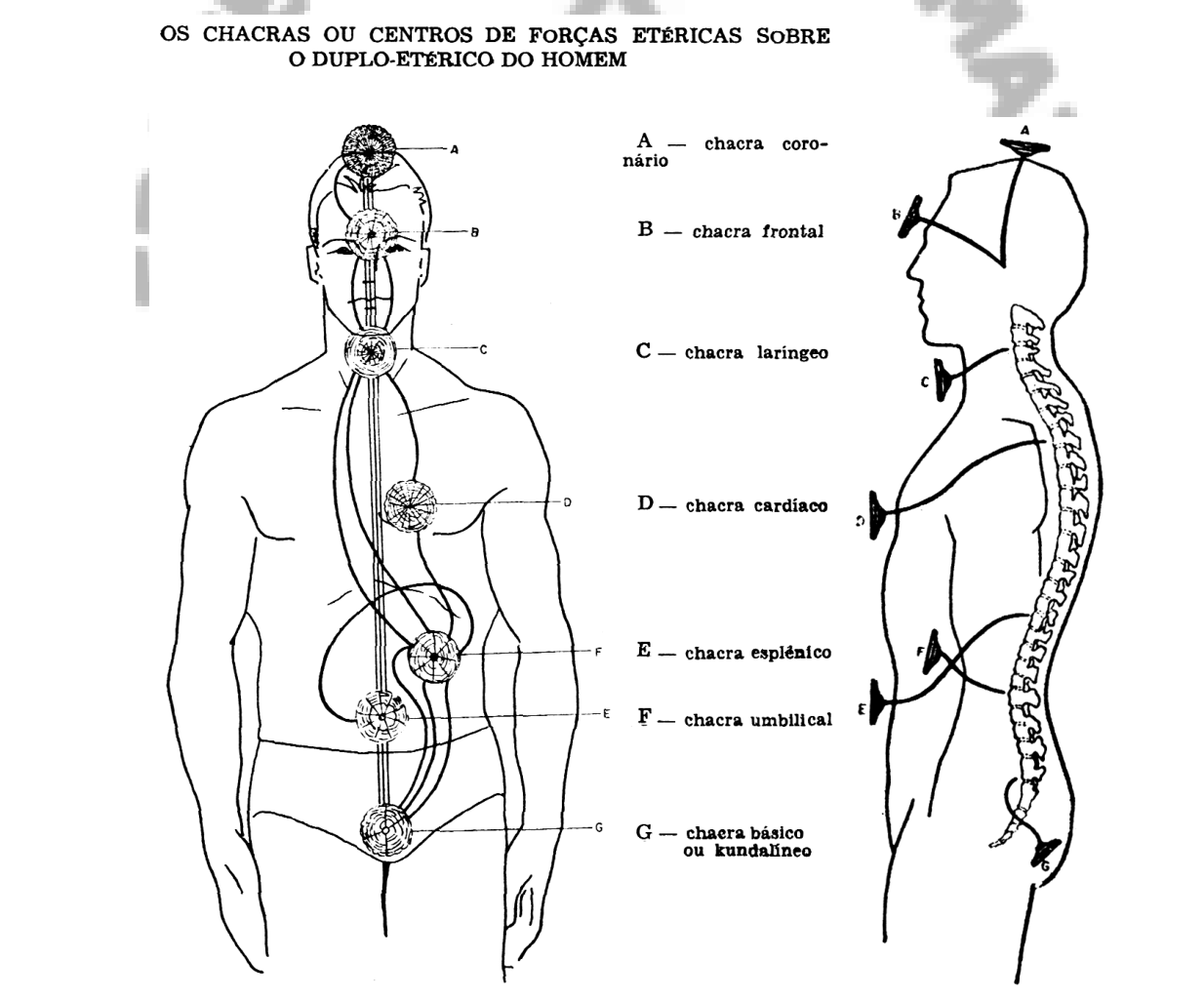 Os chacras ou centros de forças etéricas sobre o duplo-etérico do homem, vistos de frente e de perfil: (A) coronário, (B) frontal, (C) laríngeo, (D) cardíaco, (E) esplênico, (F) umbilical, (G) básico ou kundalíneo.