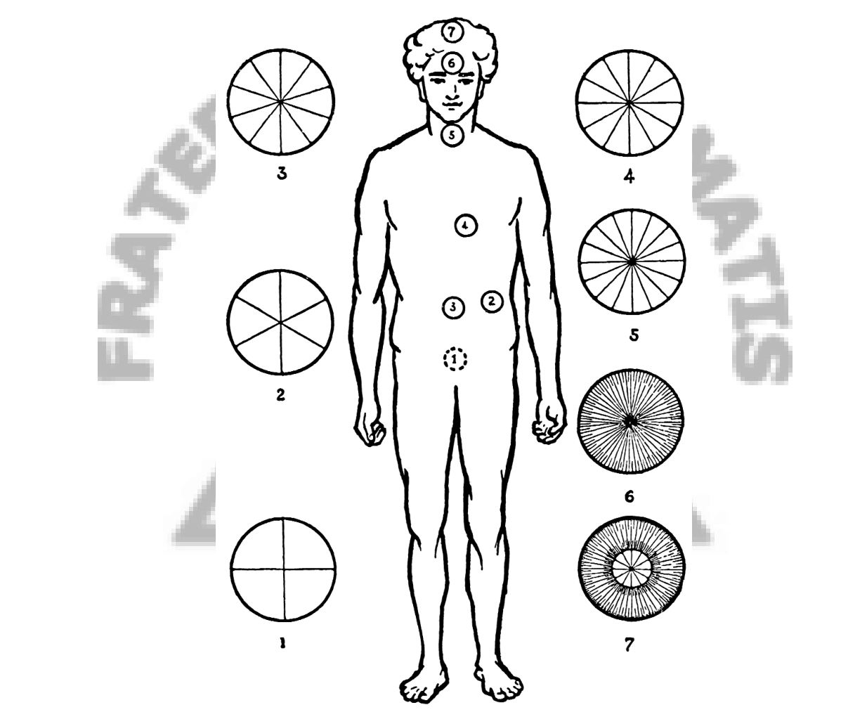 Os sete chacras no corpo, cada um com um número crescente de raios (ou pétalas), do básico (1) ao coronário (7).
