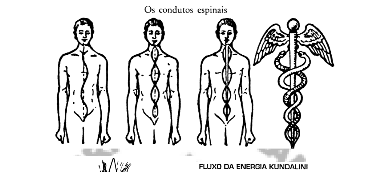 Os condutos espinais por onde sobe a energia Kundalini, e o caduceu que os simboliza.