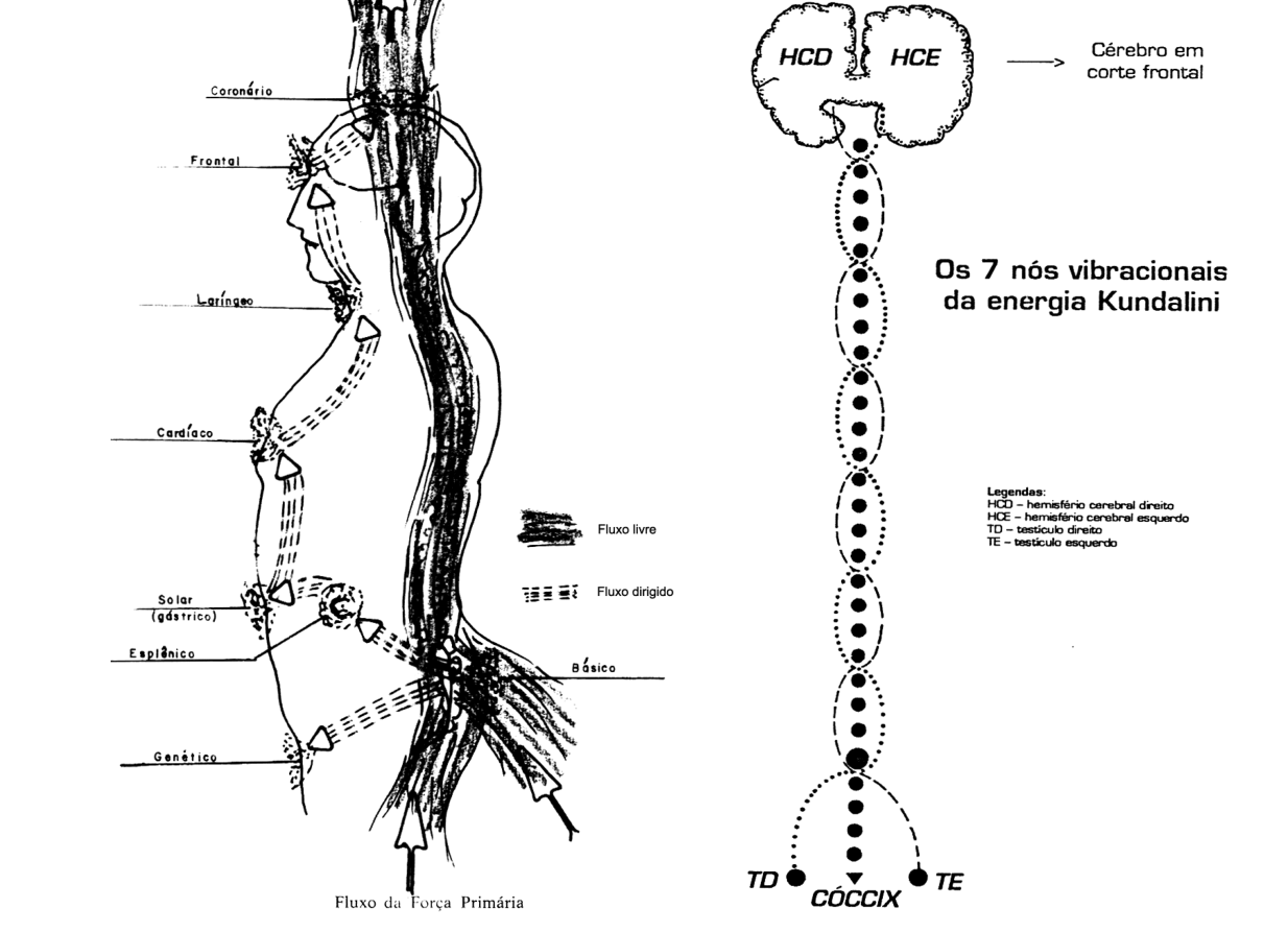 O fluxo da força primária (Kundalini) subindo pelos chacras, e os sete nós vibracionais da energia Kundalini, do cóccix ao cérebro.