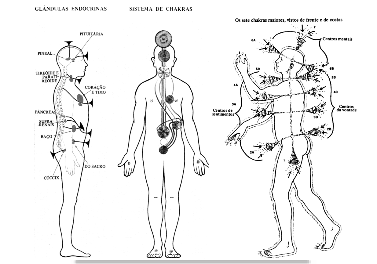 Correspondência entre as glândulas endócrinas e o sistema de chacras, e os sete chacras maiores vistos de frente e de costas.