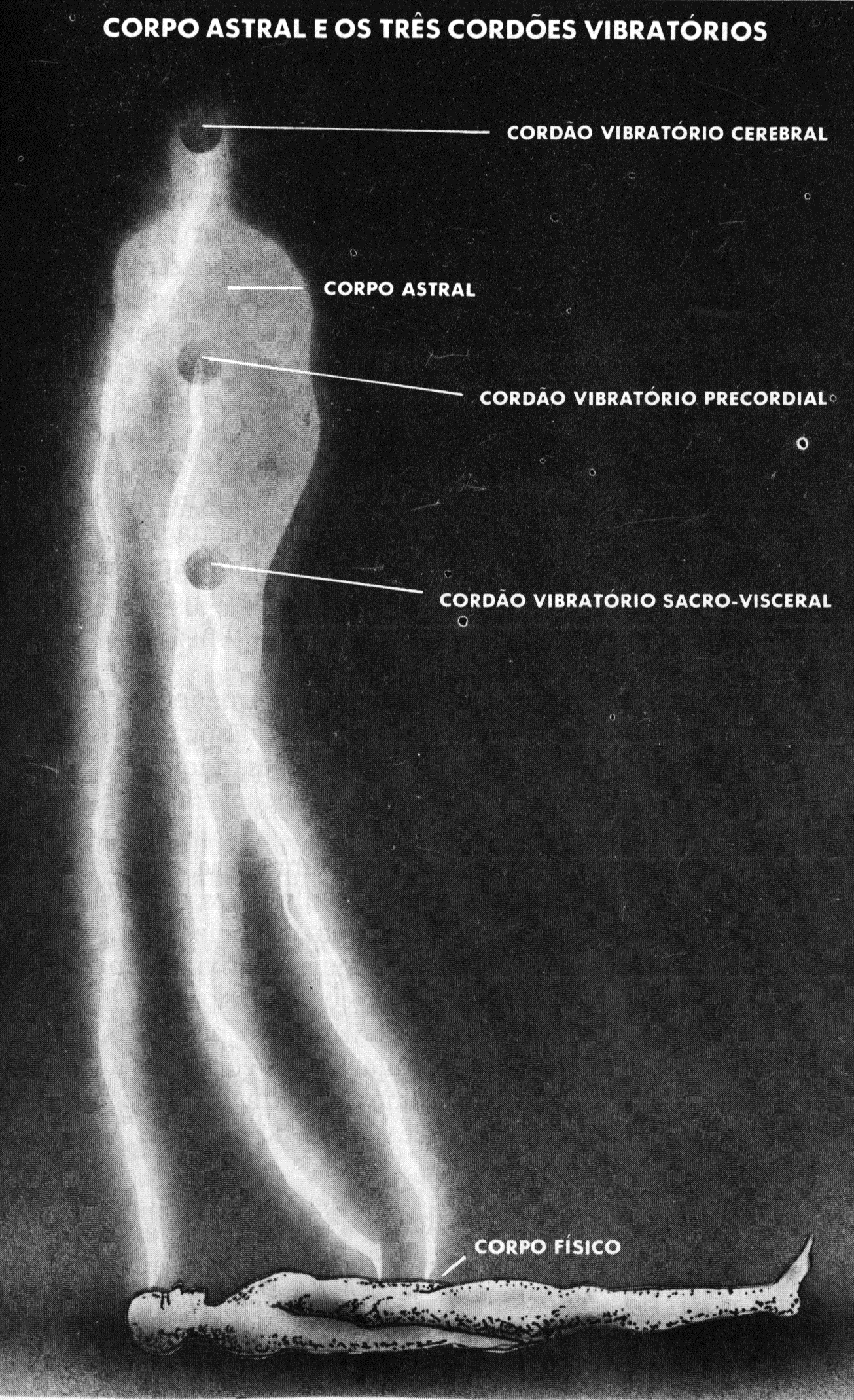 O corpo astral e os três cordões vibratórios (cerebral, precordial e sacro-visceral) que o ligam ao corpo físico.