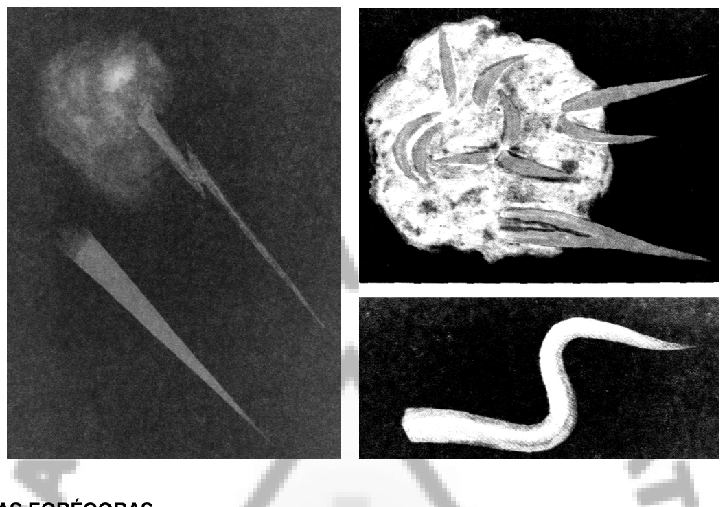 Três cenas: formas-pensamento luminosas, uma coroa espinhosa radiante acima de uma catedral à beira-mar, e uma serpente luminosa.
