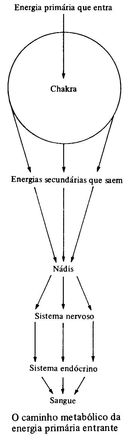 Diagrama do caminho metabólico da energia primária entrante: energia primária → chakra → energias secundárias → nádis → sistema nervoso → sistema endócrino → sangue.