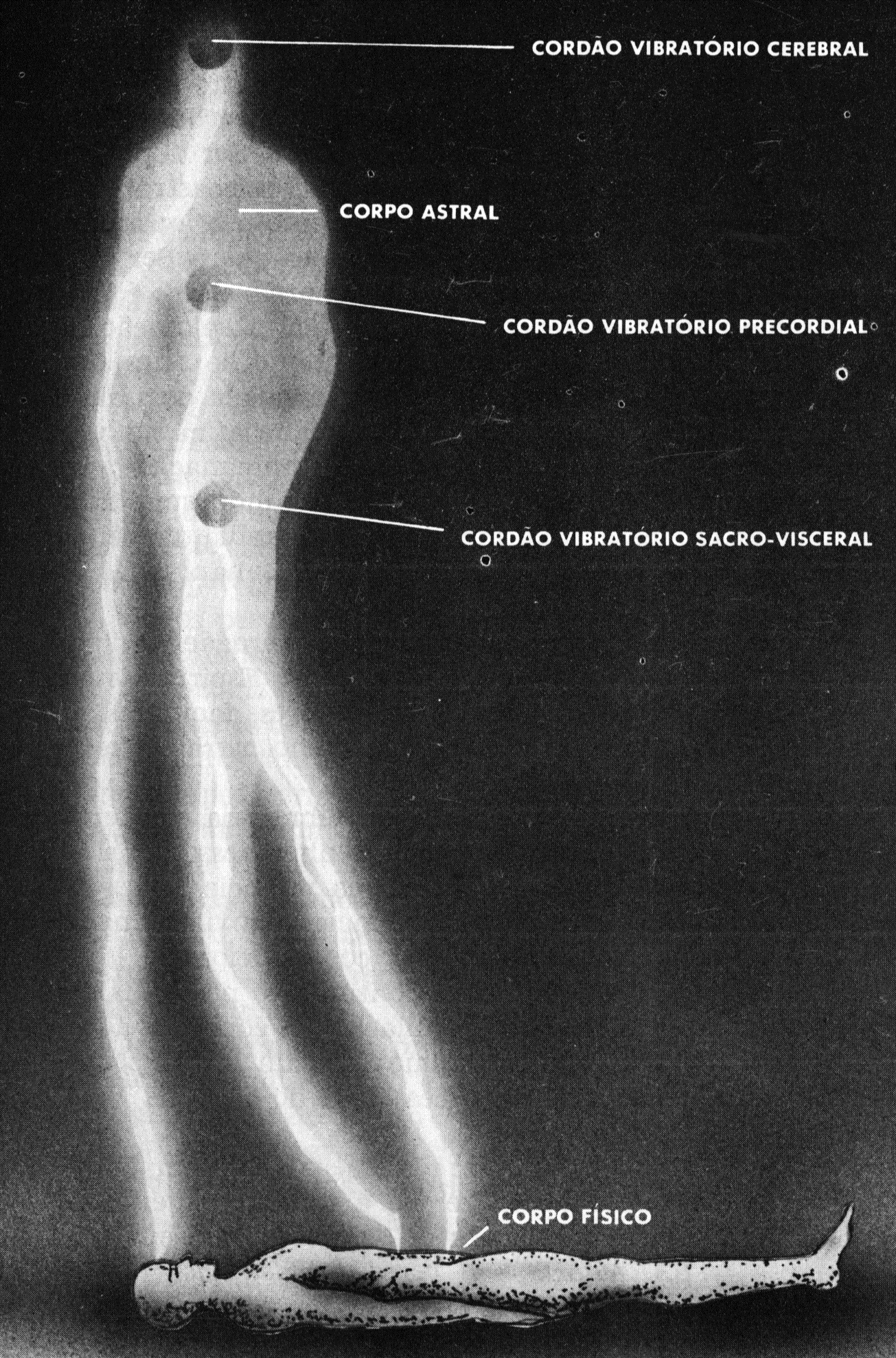Diagrama do corpo astral do médium ligado ao corpo físico pelos três cordões vibratórios: cerebral, precordial e sacro-visceral.