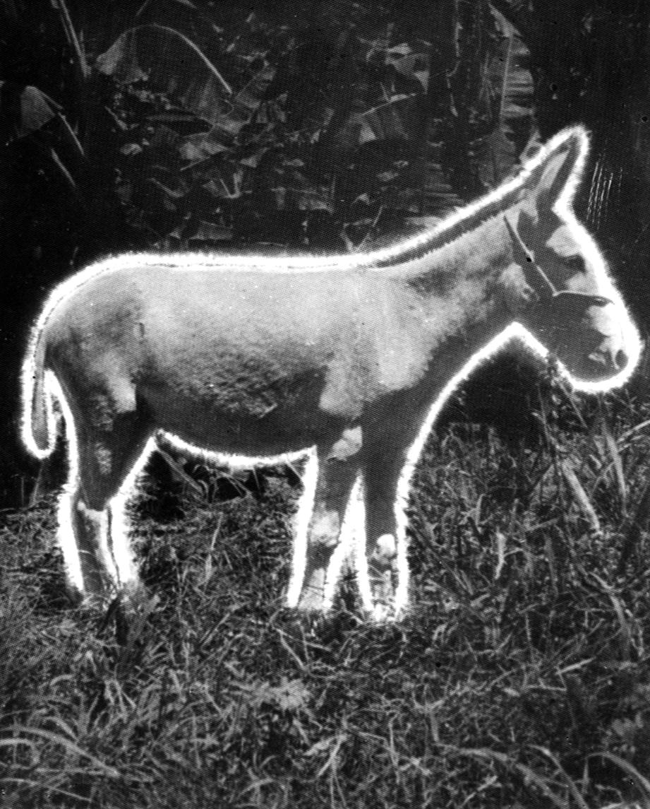Fotografia Kirlian de um burro no pasto, mostrando o halo luminoso da sua aura etérica contornando todo o corpo do animal.