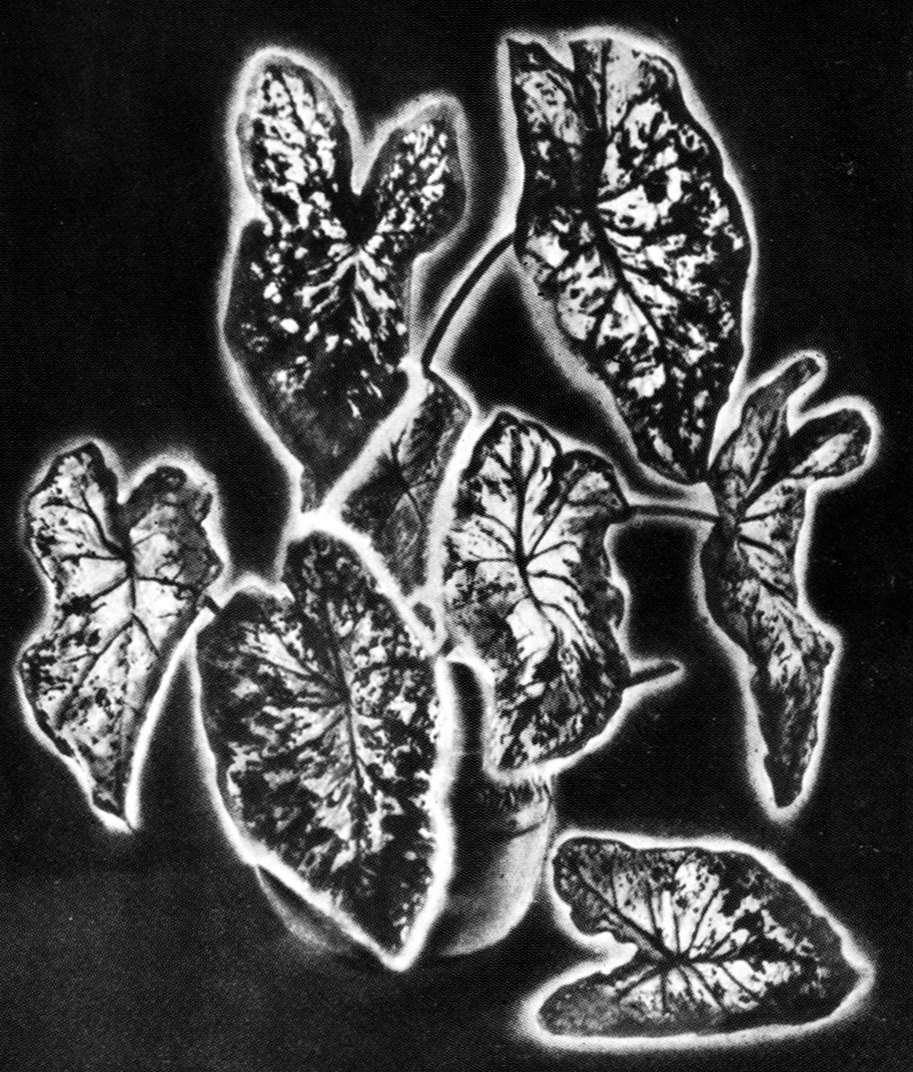Fotografia Kirlian de folhas, com o halo luminoso ao redor de cada uma indicando a aura etérica vegetal.